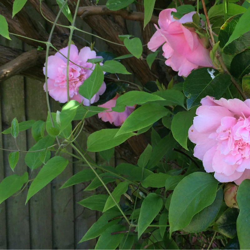 plant image 75417