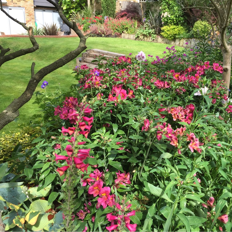 plant image 75420