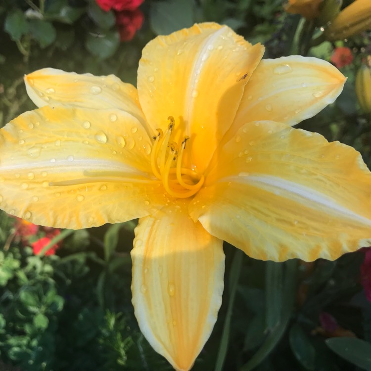 plant image 763155