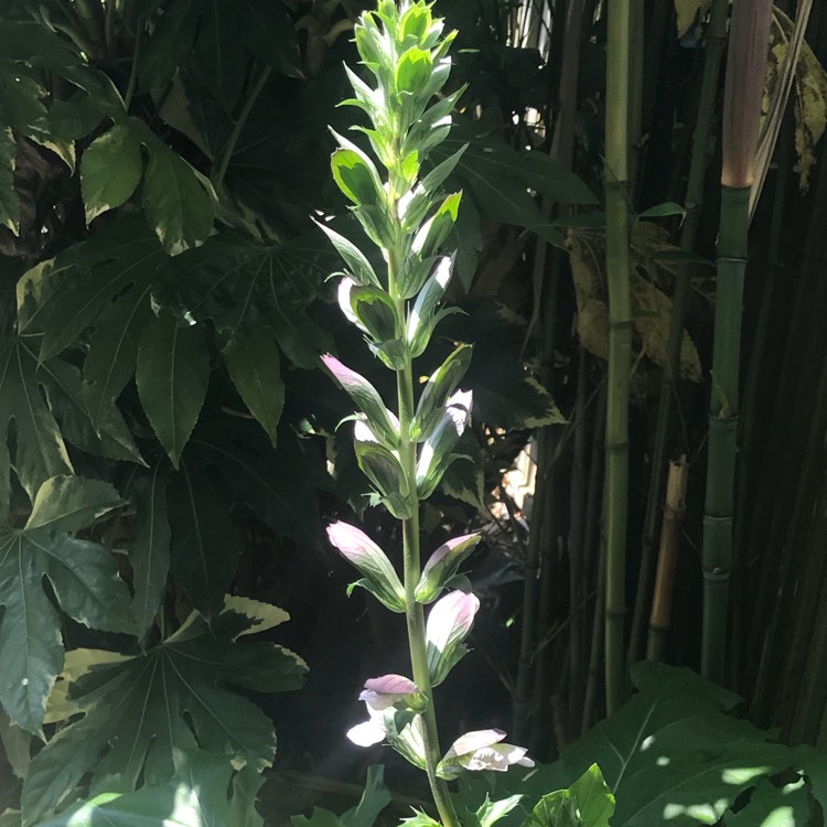 Plant image Acanthus mollis