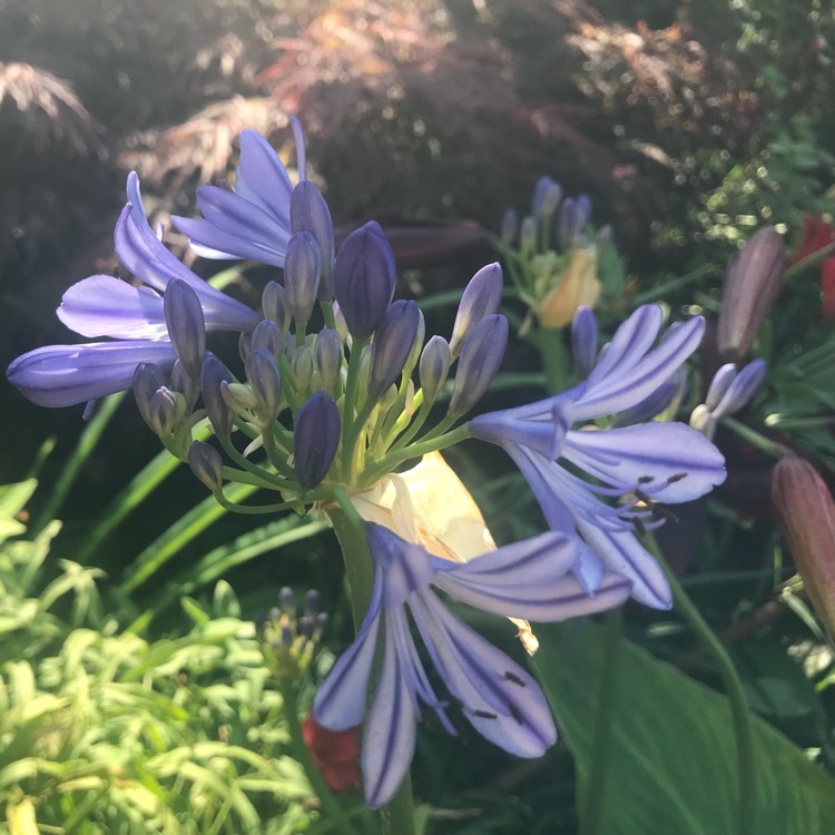 Plant image Agapanthus 'Stargazer'