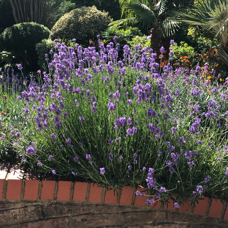 Plant image Lavandula angustifolia 'Dow4' syn. Lavandula angustifolia 'Melissa Lilac'