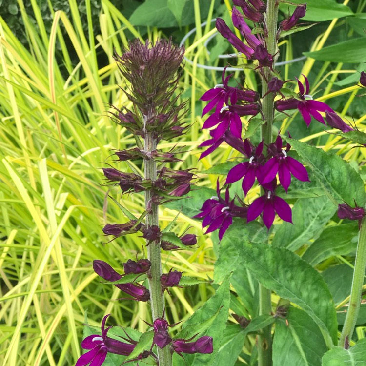 Plant image Lobelia x speciosa 'Hadspen Purple'