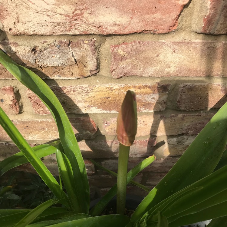 Plant image Crinum x powellii 'Album'