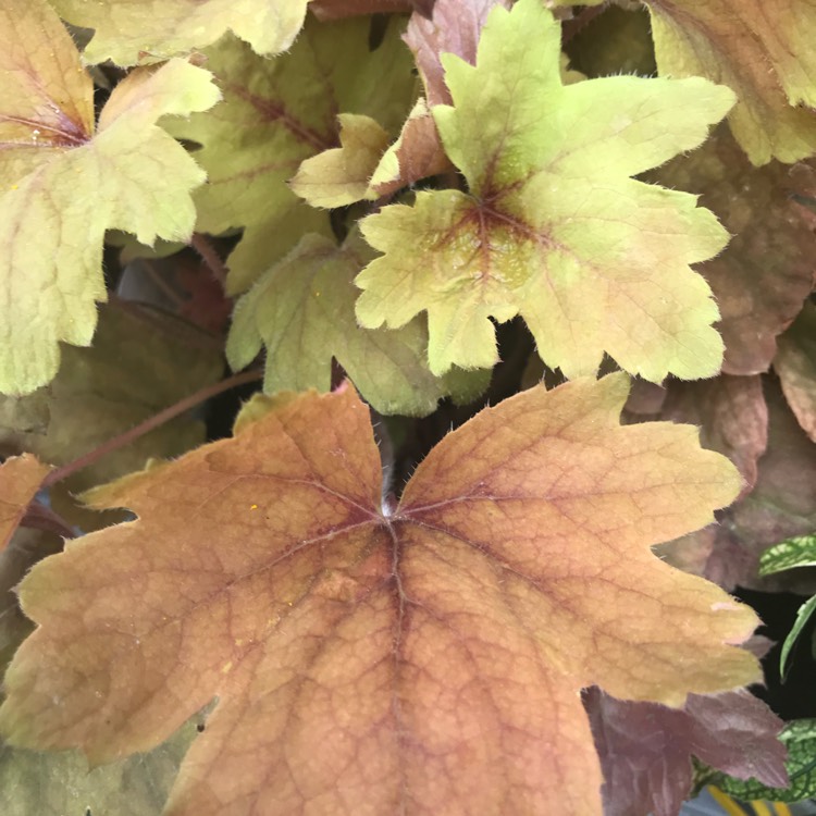 Plant image x Heucherella 'Sweet Tea'