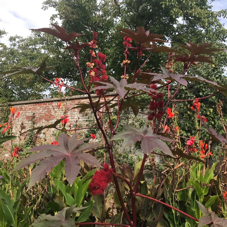 Plant image Ricinus communis 'Red Giant'