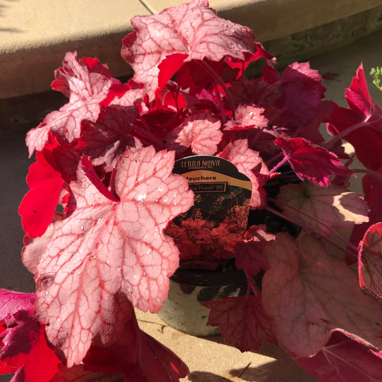 Plant image Heuchera 'Georgia Peach'