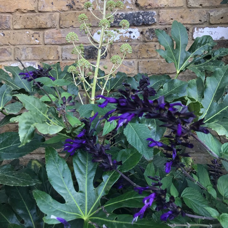 Plant image Fatsia japonica  syn. Aralia japonica