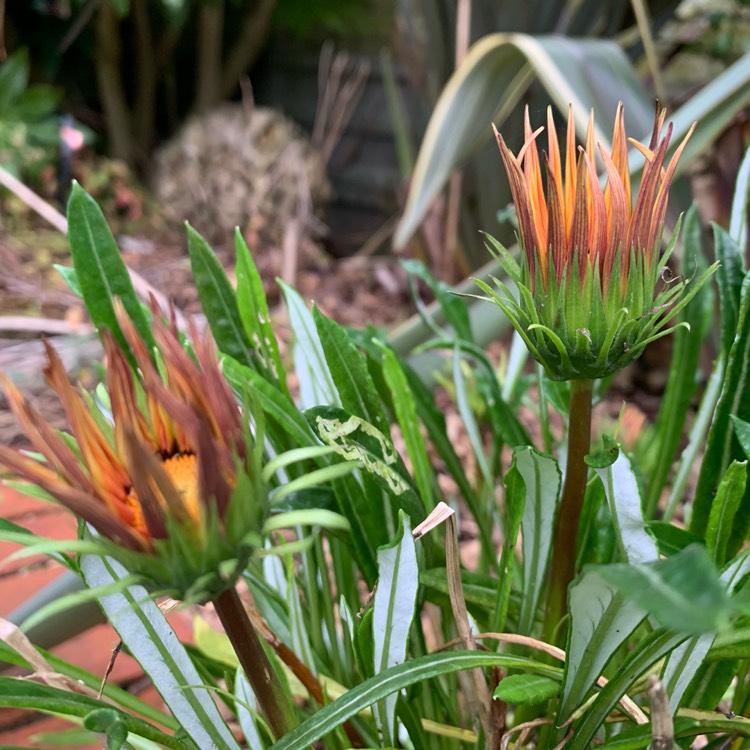 Plant image Gazania rigens Big Kiss 'Yellow Flame'