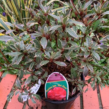 Rhododendron  (Azalea Varieties)
