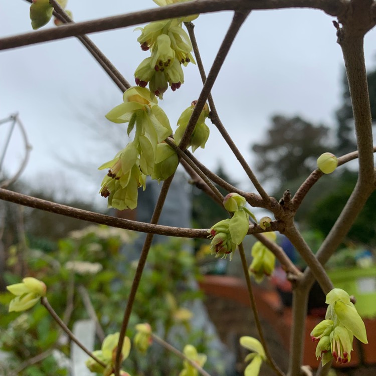 Plant image Corylopsis sinensis