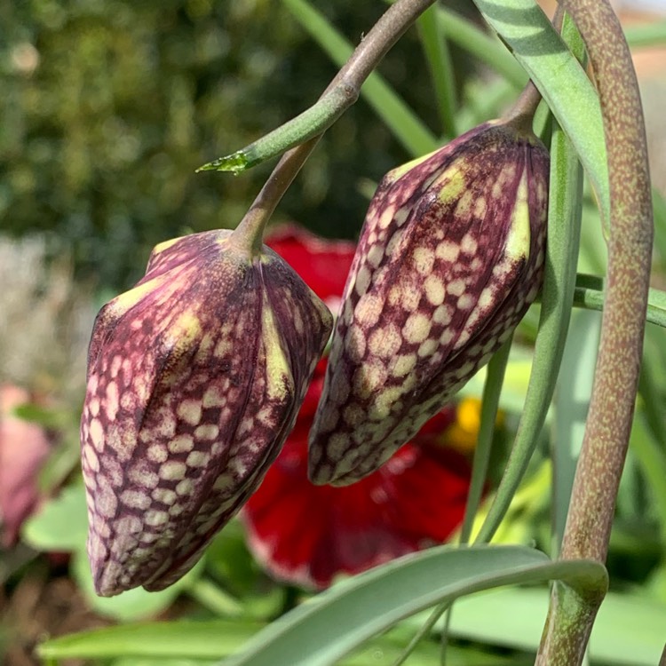 Plant image Fritillaria meleagris