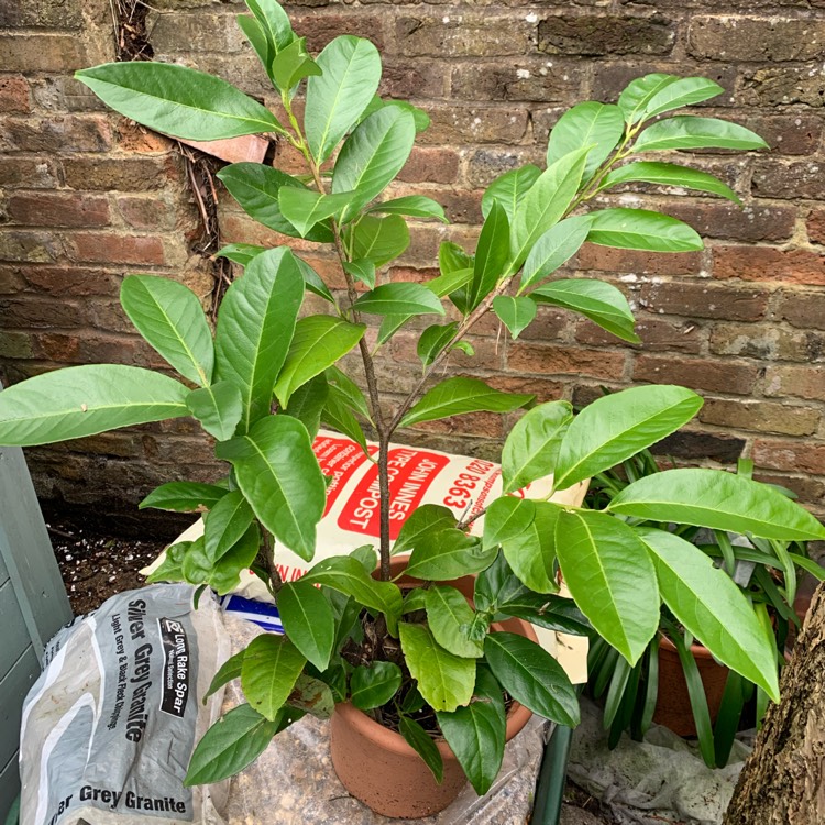 Plant image Michelia 'Fairy White' syn. Magnolia 'Fairy White'