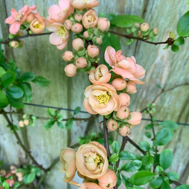 Plant image Chaenomeles japonica