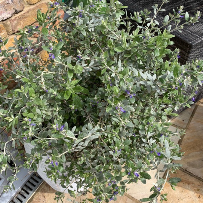plant image 979702