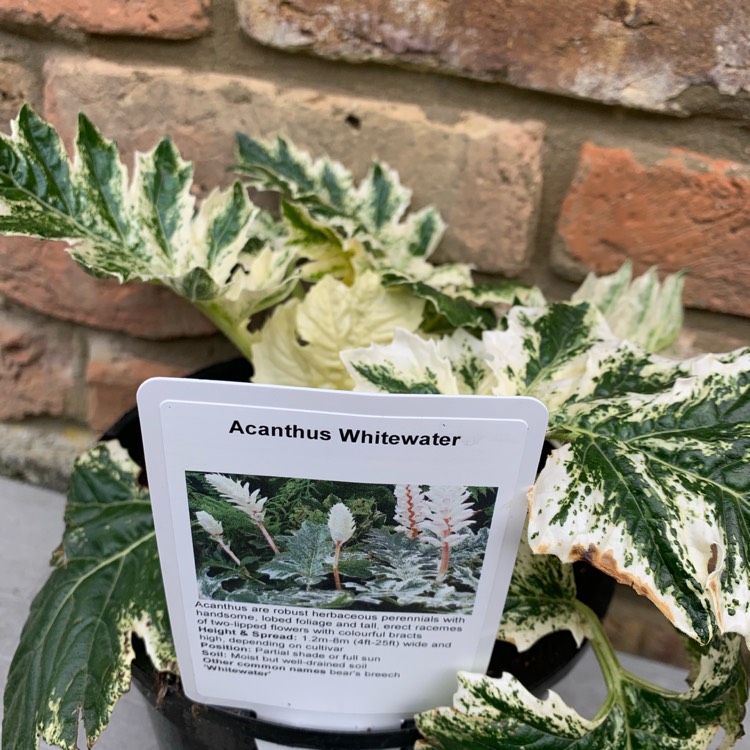 Plant image Acanthus 'Whitewater'