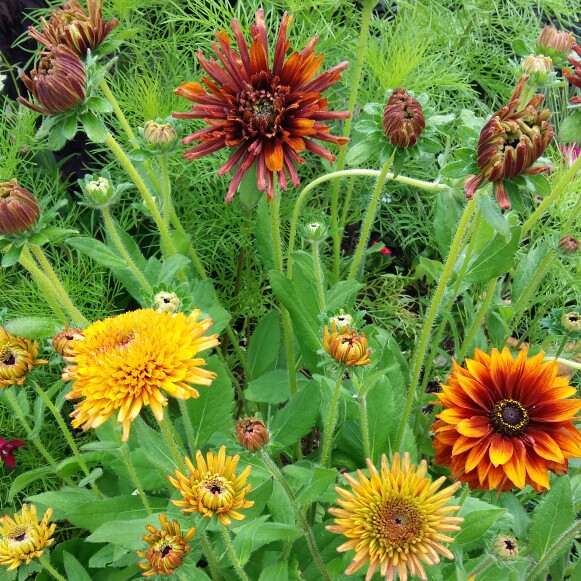 Plant image Rudbeckia x hirta hybrida 'Cherokee Sunset'