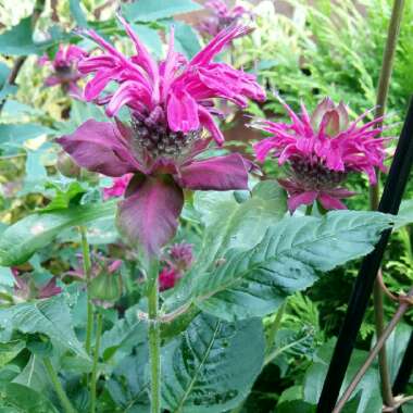 Monarda 'Scorpion'