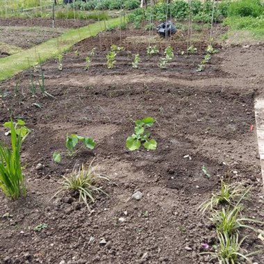 Sue's garden