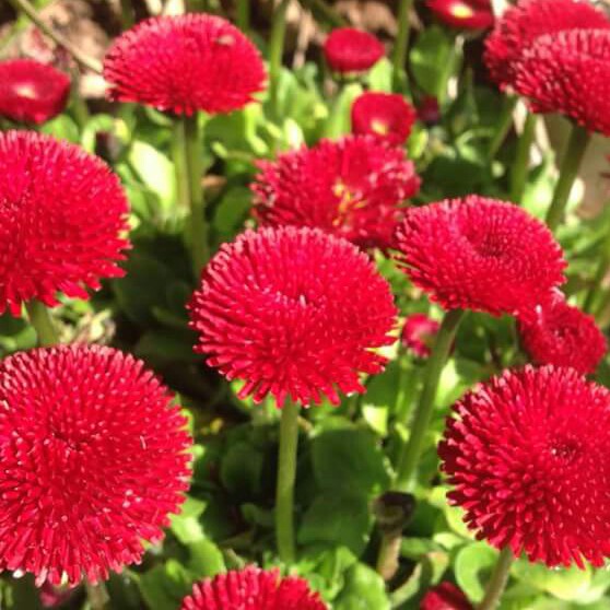 Plant image Bellis Perennis 'Romi Red'