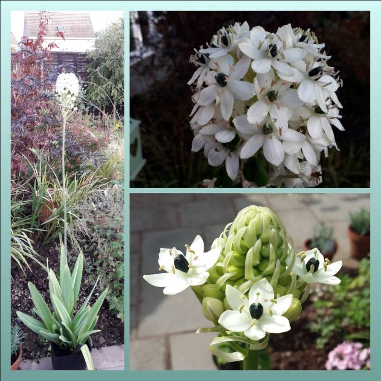 Plant image Ornithogalum saundersiae