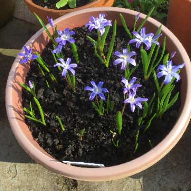 Sue's garden