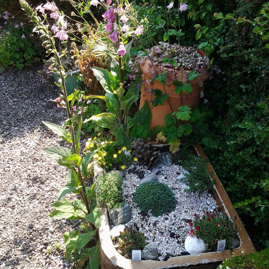 Susan's garden