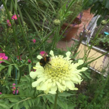 Giant Scabious