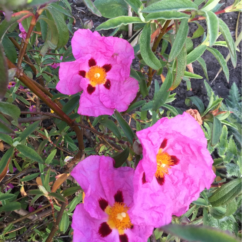 Plant image Cistus x purpureus 'Betty Taudevin'