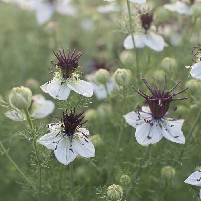 plant image 1018890