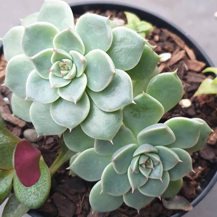 plant image 1014986