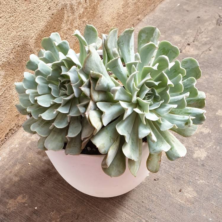 Plant image Echeveria Pinwheel Revolution