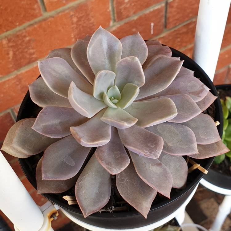 plant image 1104606