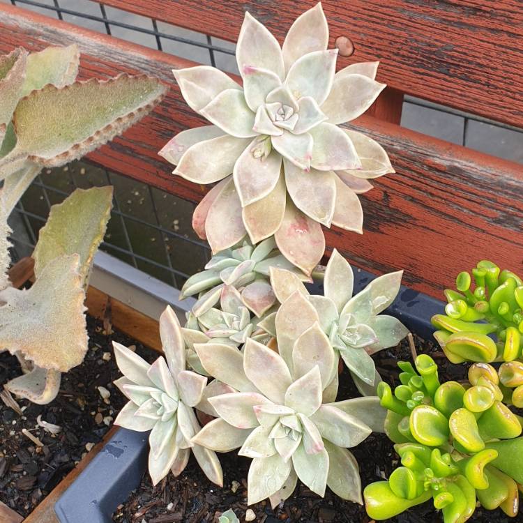 Plant image Graptopetalum Victor Kane