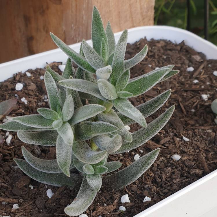Plant image Crassula 'Surprise Party'