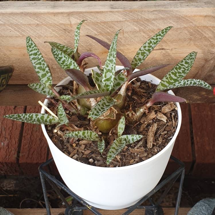 plant image 1146762