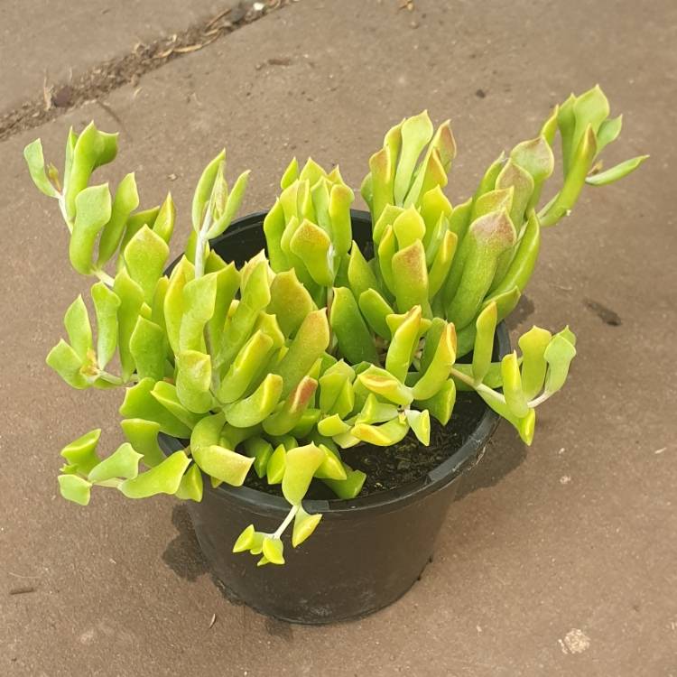 Plant image Cotyledon Papillaris