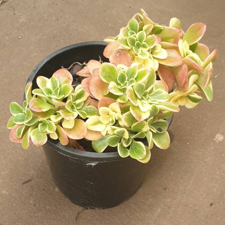Plant image Aichryson x aiziodes