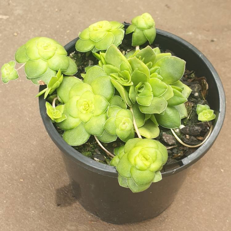 Plant image Crassula 'Orbicularis'