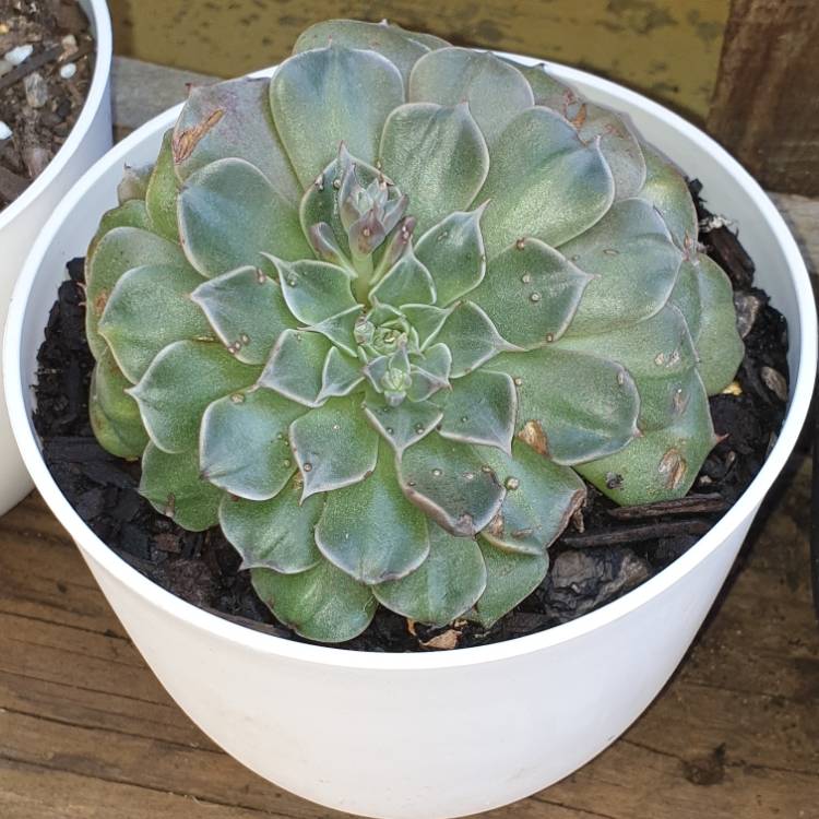 plant image 1188210