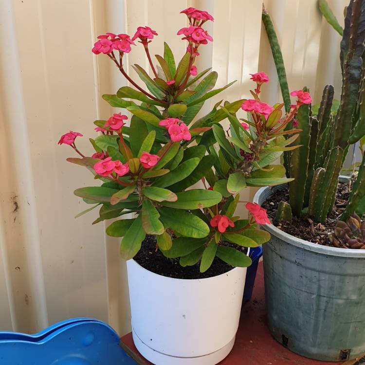 Plant image Euphorbia Milii 'Giant Thai Red'