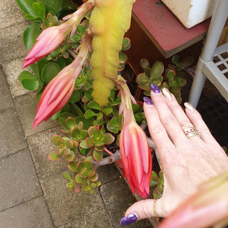 plant image 1191274