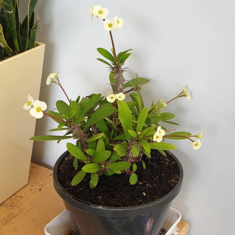 Plant image Euphorbia Milii 'Dwarf Cream'