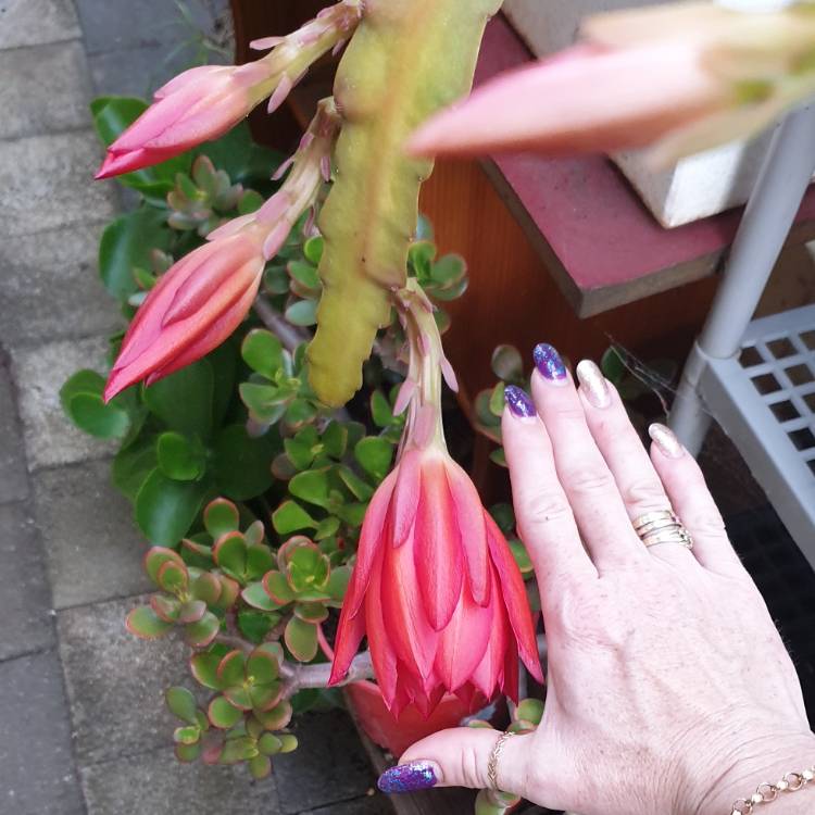 plant image 1191343