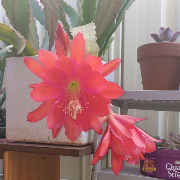 plant image 1192617