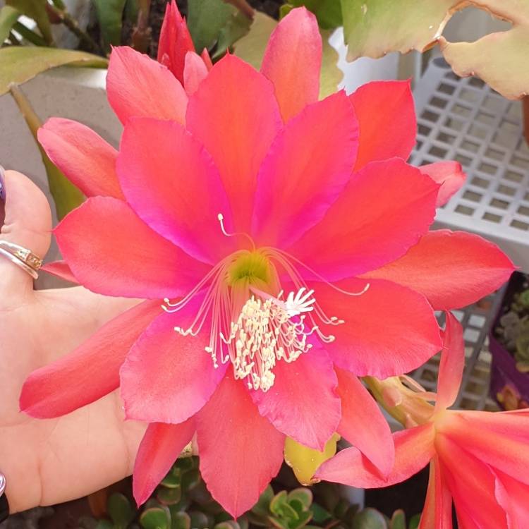 plant image 1192618