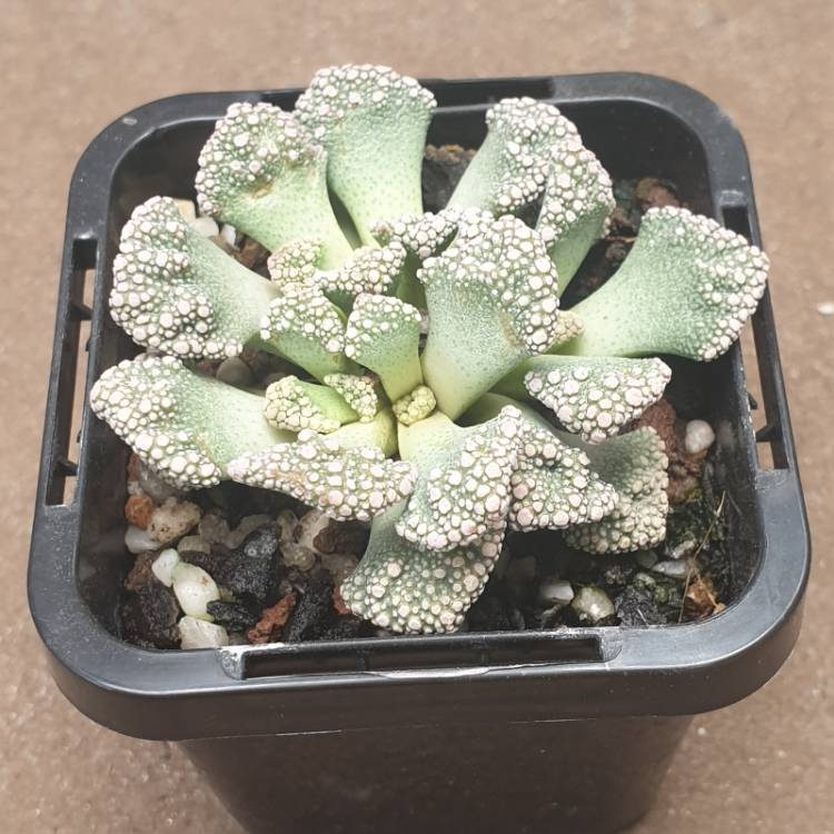 plant image 1195560