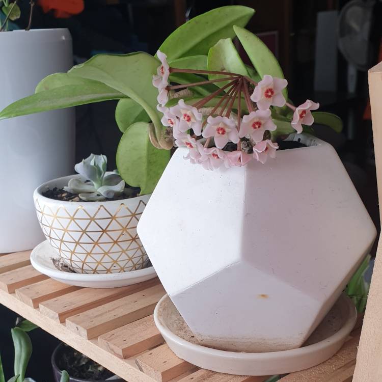 Plant image Hoya Carnosa