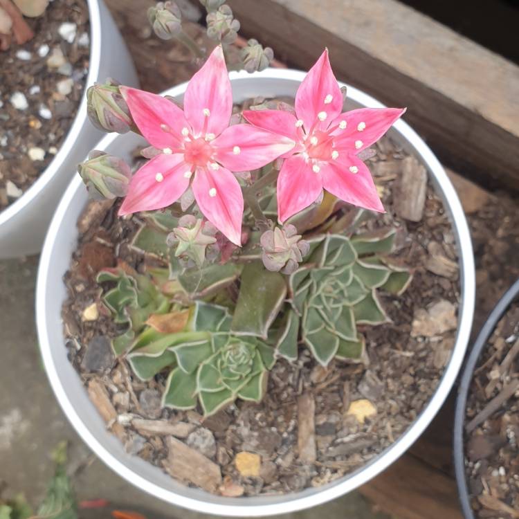 Plant image Tacitus Bellus syn.Graptopetalum Bellum