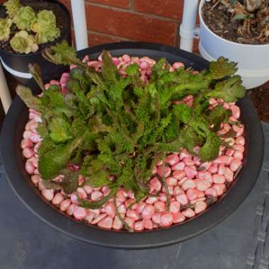 Euphorbia flanaganii 'Cristata'